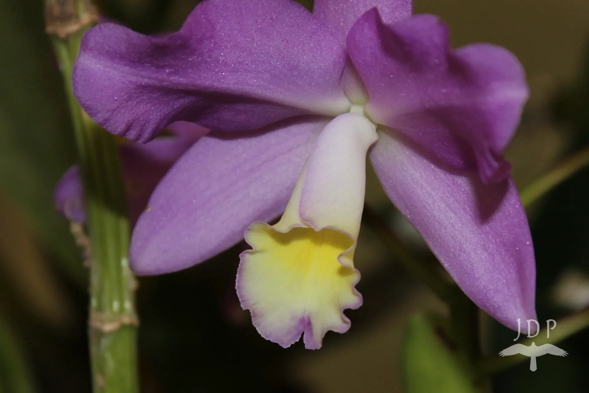 Cattleya Orchid