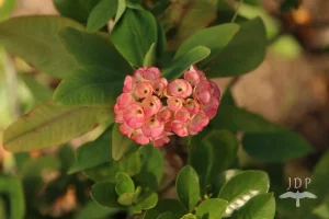 Crown Of Thorns Flower