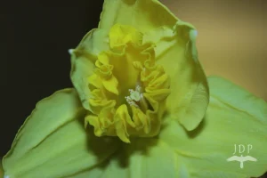 Daffodil