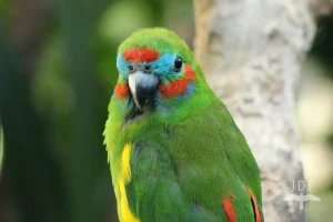 Double Eyed Fig Parrot