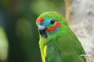 Double Eyed Fig Parrot