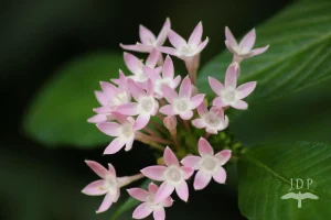 Egyptian Star Cluster