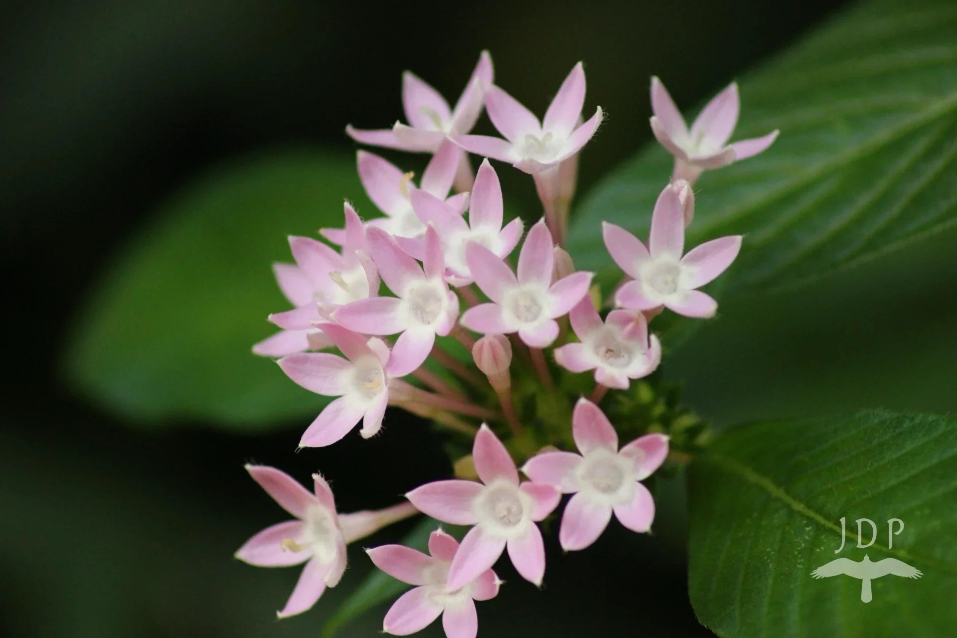 Egyptian Star Cluster