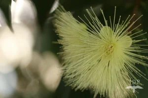 Eucalypt Flower