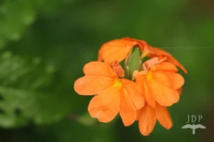 Firecracker Flower