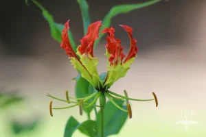 Flame Lily