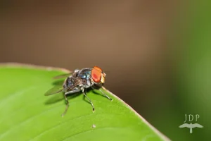 Fly