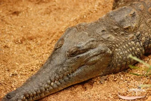 Freshwater Crocodile