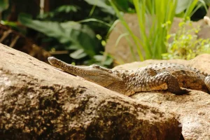 Freshwater Crocodile