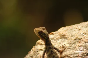 Gecko
