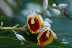 Ginger Flower Alpinia Nutans