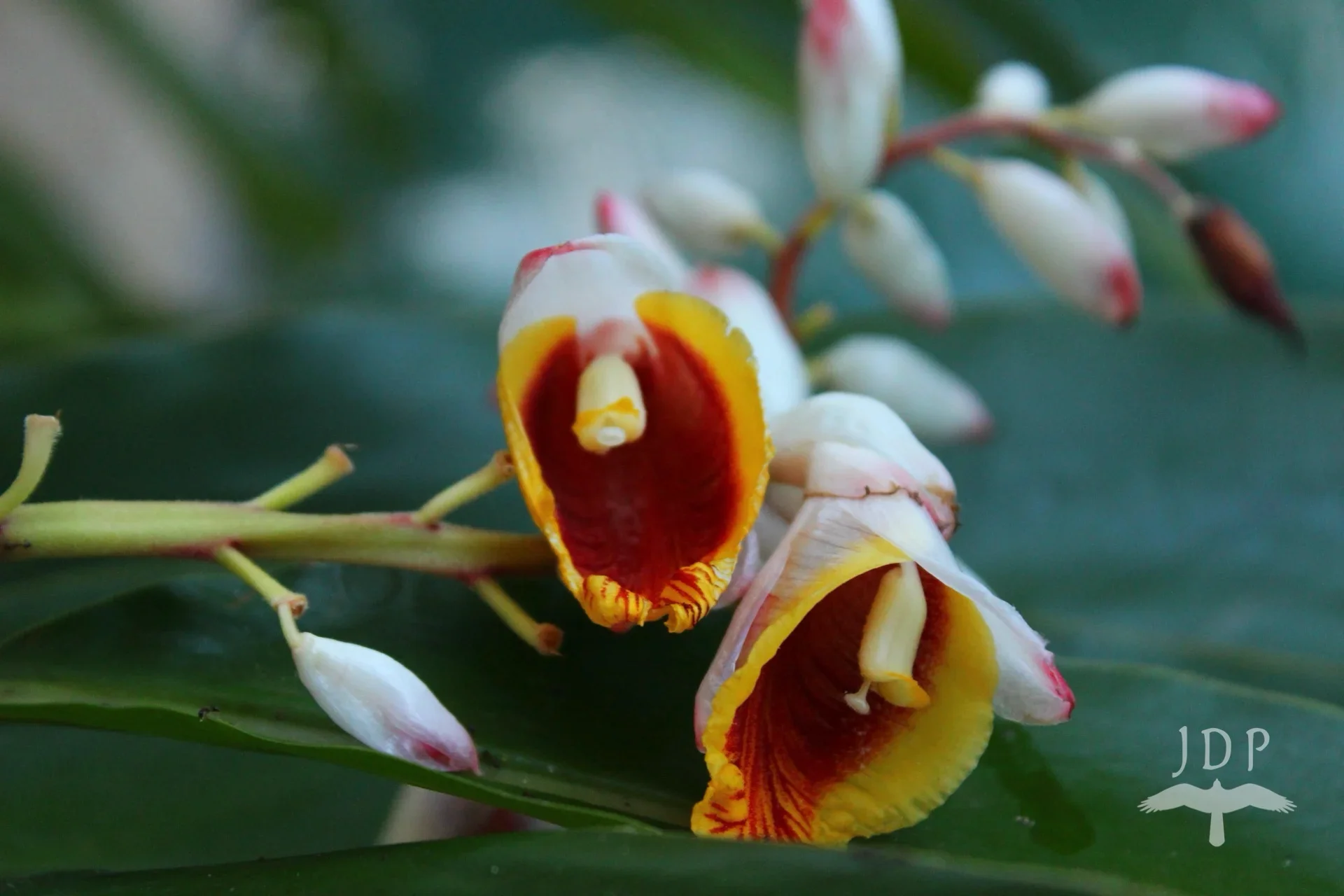 Ginger Flower Alpinia Nutans