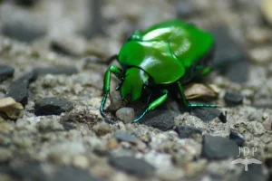 Green Beetle