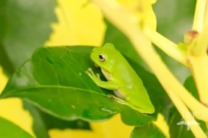 Green Frog