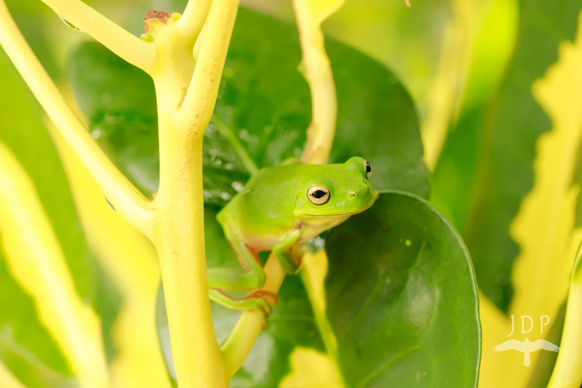 Green Frog