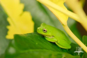 Green Frog