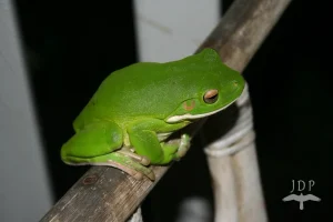 Green Frog