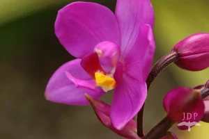 GroundOrchid
