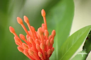 Ixora
