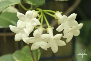 Jasmine
