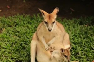Kangaroo and Joey