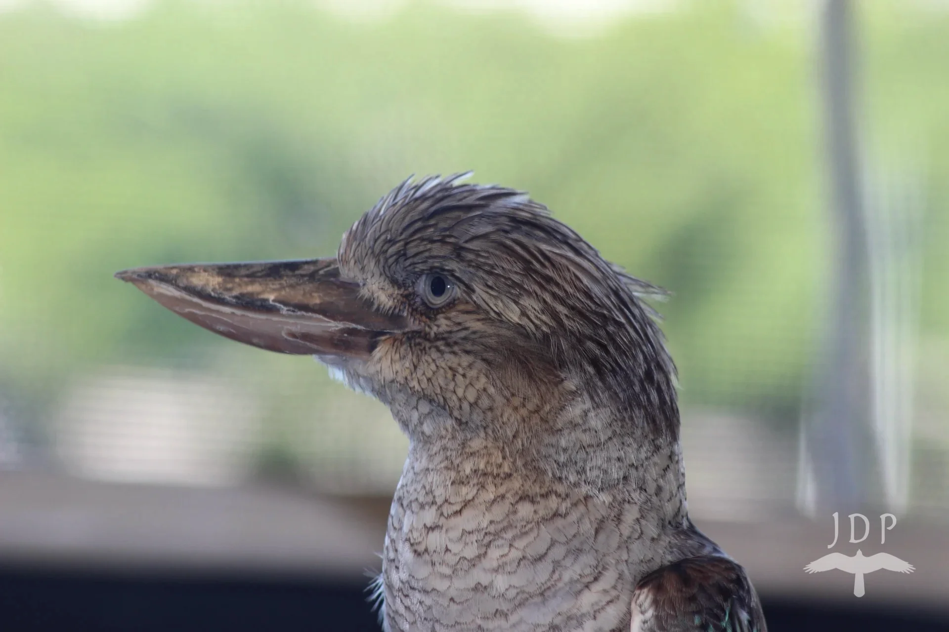Kookaburra