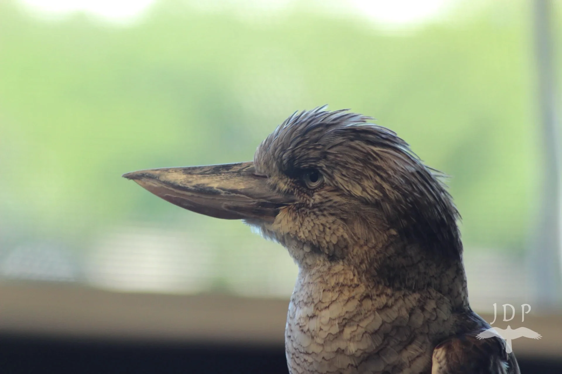 Kookaburra