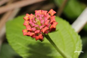 Lantana
