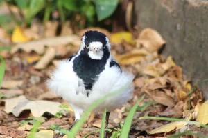 Magpie Lark
