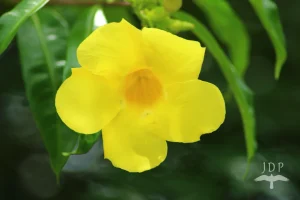 Mandevilla
