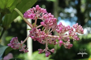 Medinilla
