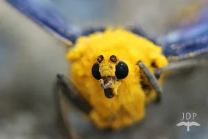 Moth Face