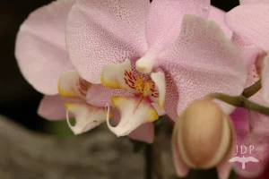 Moth Orchid