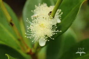 Myrtle Flower