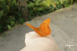 Orange Butterfly