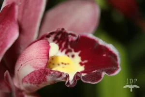 Orchid