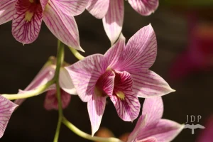 Orchid