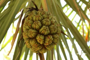Pandanus