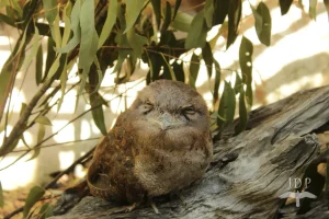Papuan Frogmouth