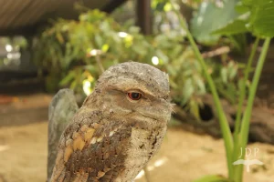 Papuan Frogmouth