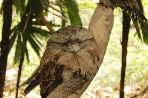 Papuan Frogmouth