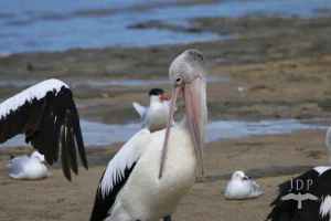 Pelican