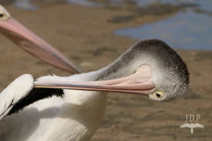 Pelican