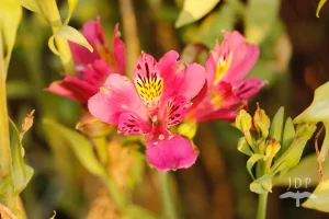 Peruvian Lily
