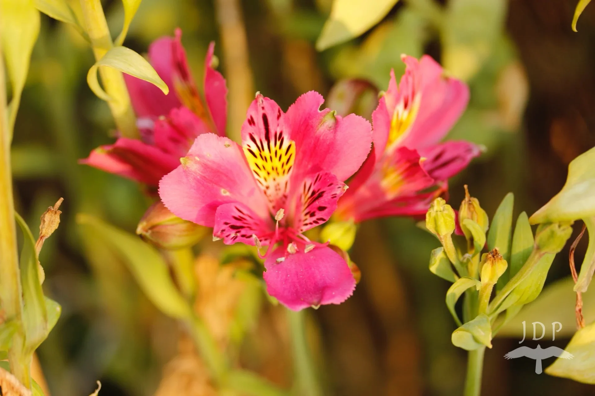 Peruvian Lily