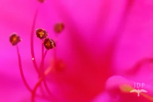Pink Macro 1