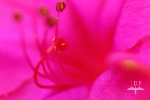 Pink Macro 2