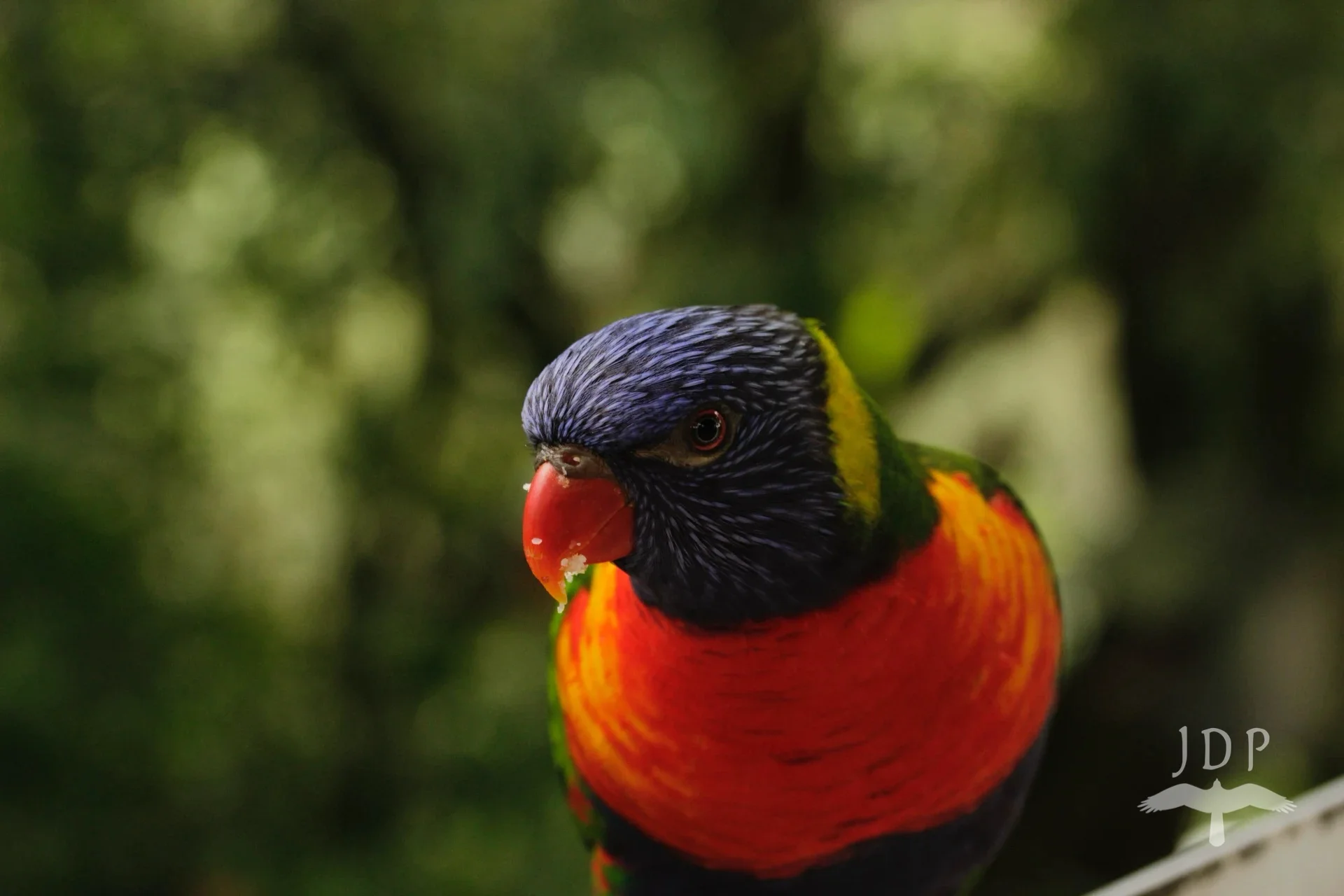Rainbow Lorikeet