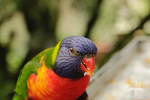 Rainbow Lorikeet