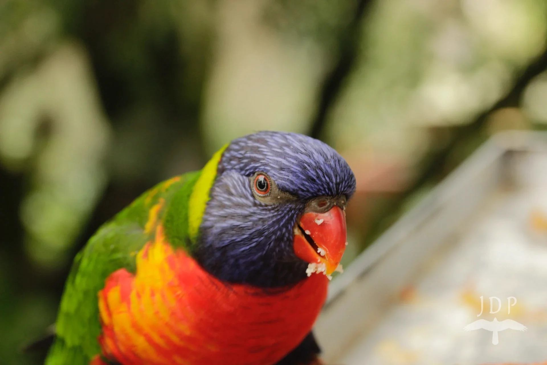 Rainbow Lorikeet